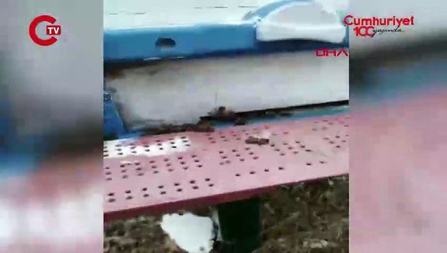 Çanakkale'de toplu arı ölümleri: 'Basit bir şey değil'