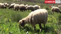 Muş yaylaları göçerlerle hareketlendi