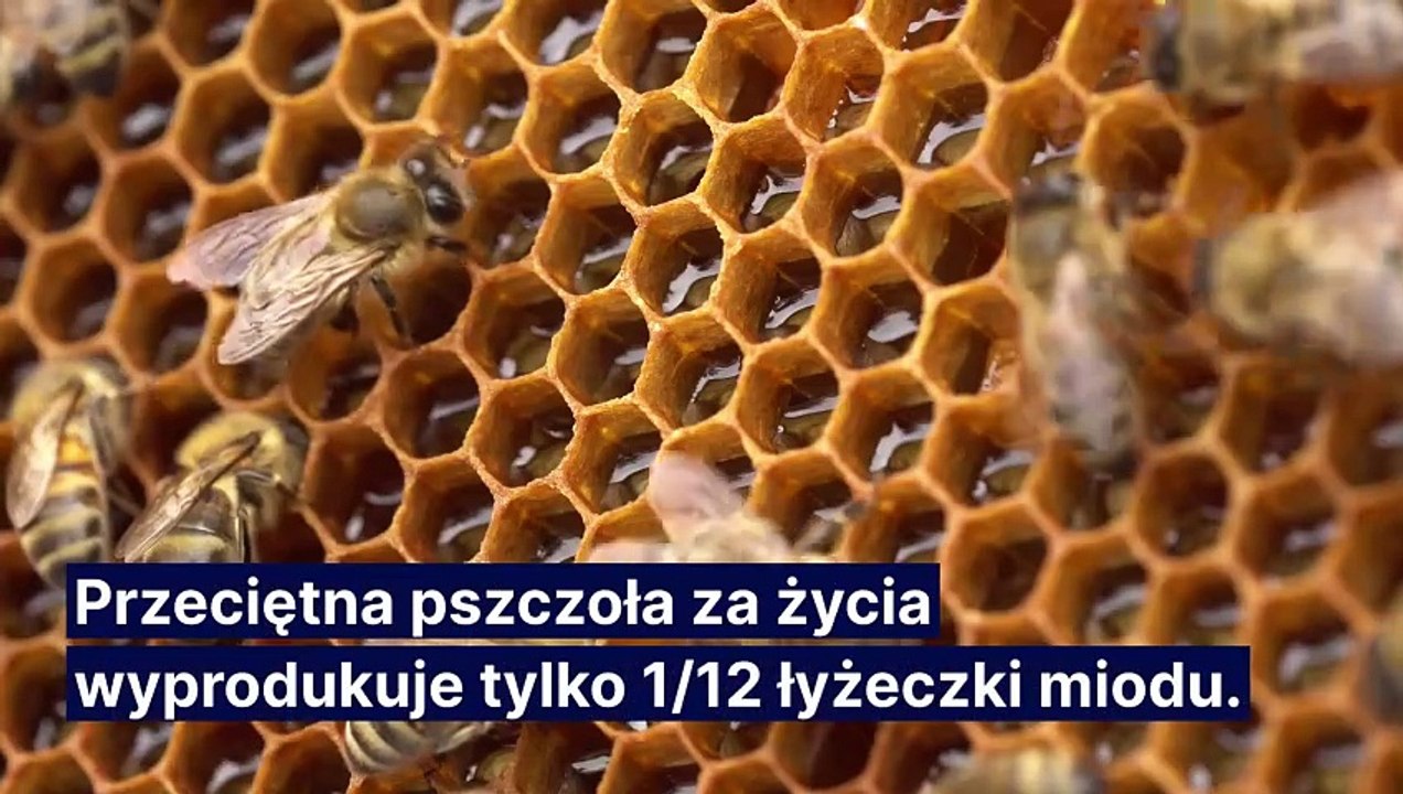 Dlaczego pszczoły są ważne?