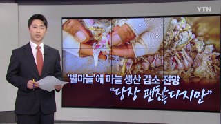 '벌마늘' 탓에 농가 울상 [앵커리포트] / YTN