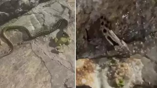 Antalya'da kurbağa avlayan yılana terlikli müdahale Yılana gözleme ve su verdiler