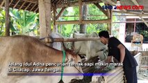Sapi Simental Seberat 6 Kuintal Raib Digondol Maling di Cilacap Jelang Idul Adha
