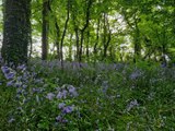 Take a dander around Nugent’s Wood’s bluebells down at Portaferry