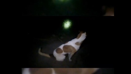 Why do dogs Cry When They Hear call of prayer.| Azan Kay waqt kitty kiyu Roty hay