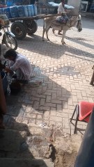 donkey vedio male and female donkey