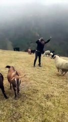 Koçla eğlenen adam kendini yerde buldu