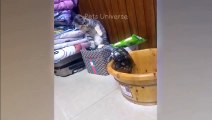Part 3 pets funny videos  | pets | funny | cats | dogs