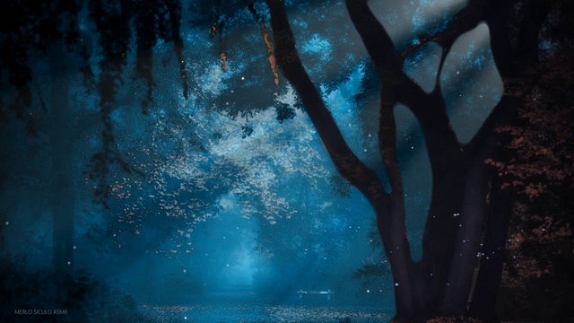 Relaxing forest night sounds | Meditation & Relaxation