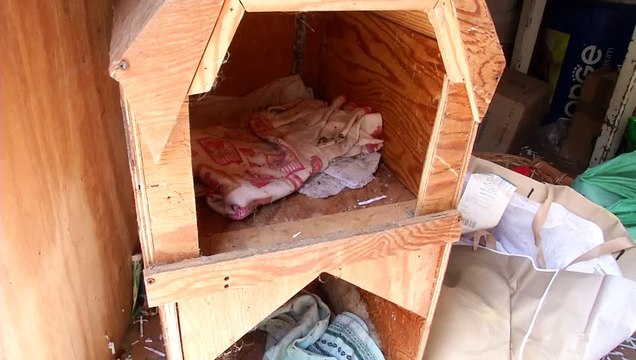 STRAGE DI GATTI EX MACELLO, ESPOSTO DI MINUTOLI IN PROCURA