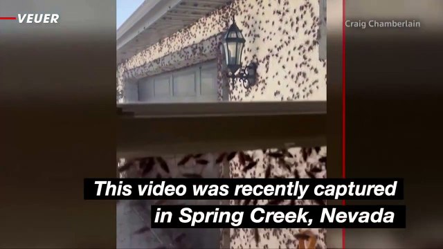 Crickets Cover Homes as Swarm Moves Into Nevada