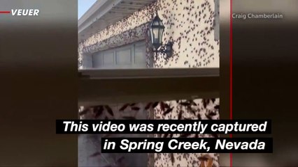 Crickets Cover Homes as Swarm Moves Into Nevada
