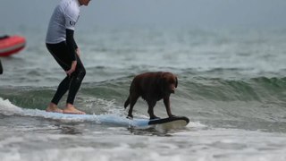 Perros surfistas para fomentar la adopción canina
