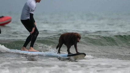 Perros surfistas para fomentar la adopción canina