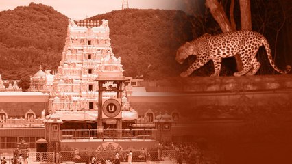 తిరుమలలో మరోసారి కనిపించిన చిరుత.. ఆందోళనలో భక్తులు | Oneindia Telugu