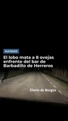 El lobo mata a 8 ovejas enfrente del bar de Barbadillo de Herreros