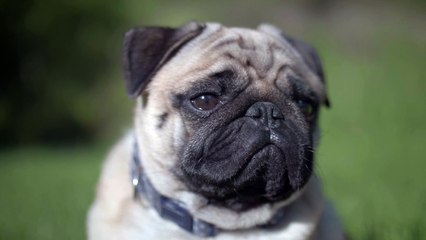 test fb agent release 190324 5 20