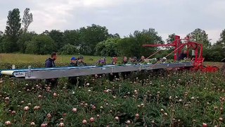 La cueillette des pivoines chez Bigot Fleurs à Allonnes près du Mans