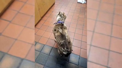 Download Video: RSPCA Preston video shows pocket bully Moana who was found emaciated and with cropped ears is doing well