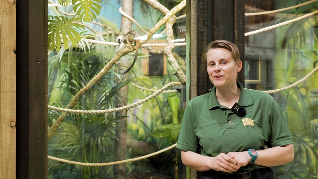 Critically endangered breeding pair of cotton-top tamarins arrive at Folly Farm