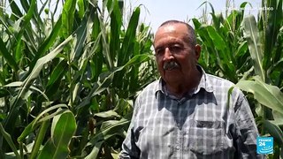 La falta de agua y apoyo gubernamental consumen el sector agrícola de Morelos, México