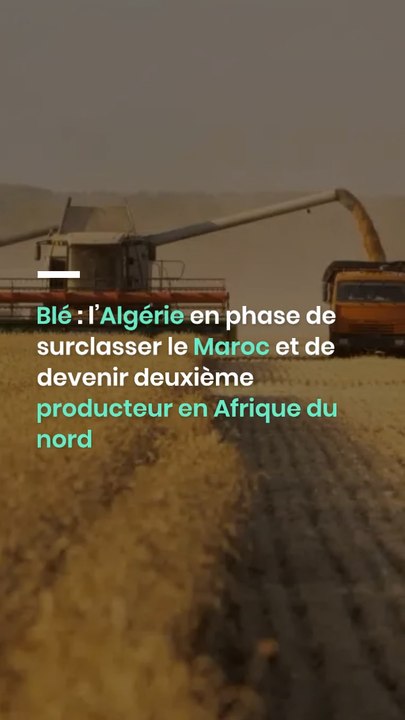 Blé : l’Algérie en phase de surclasser le Maroc et de devenir deuxième producteur en Afrique du nord