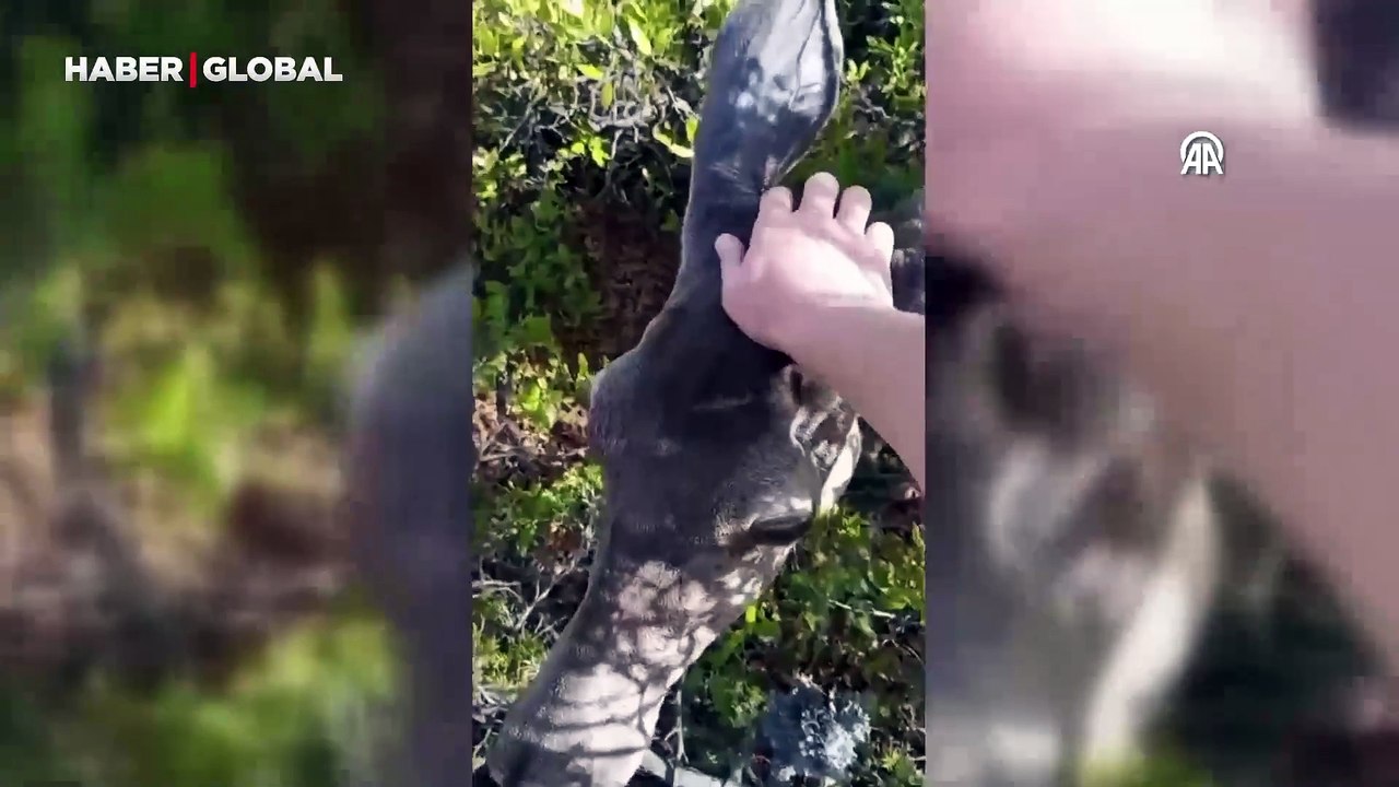Salda Gölü'nde dikkat çeken manzara: Kızıl geyikle birlikte yürüyüş yaptılar