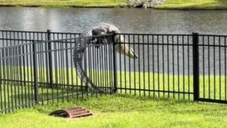 Alligator scales the fence with the ease of a seasoned acrobat