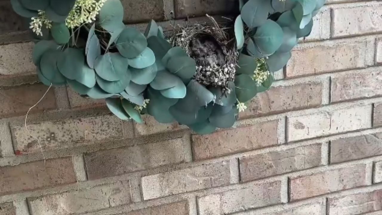 Couple ensures the safety of chicks with their DIY protection measures