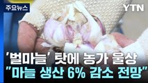 '벌마늘'에 마늘 생산 6∼7% 감소 전망...