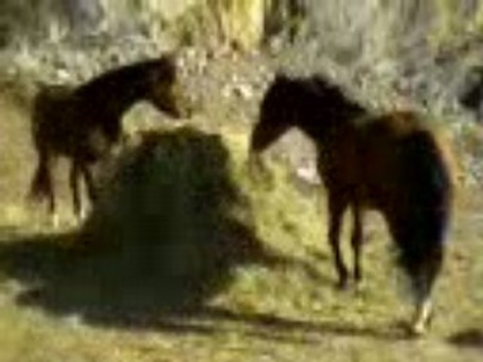 Opé & jump