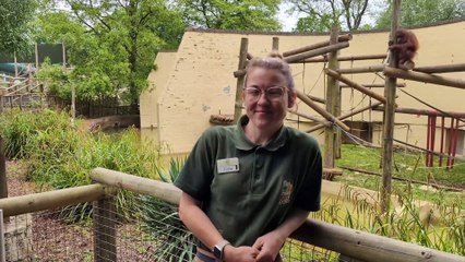 Eight new babies have been born at Dudley Zoo and Castle this year!