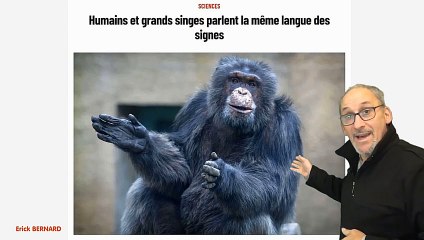 Les grands singes et les humains