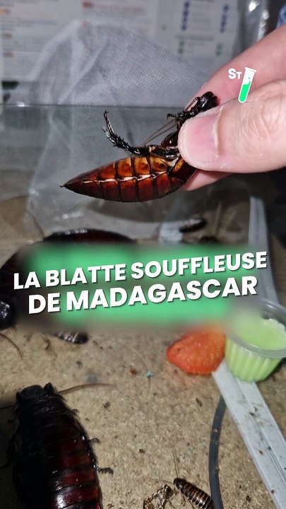 Un gros son pour une petite bête ! @Seb_Insectes