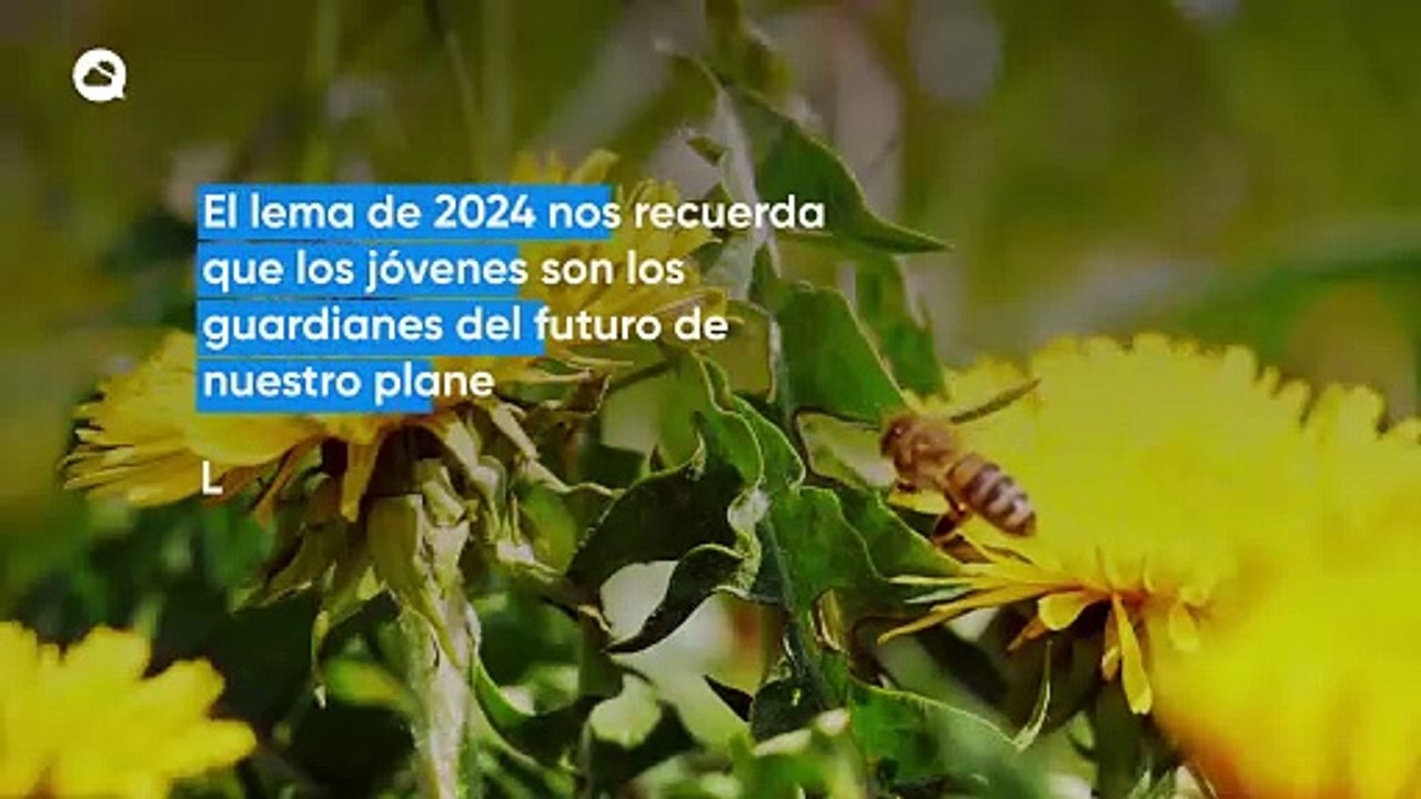 Hoy celebramos el Día Mundial de las Abejas