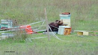 Parco Nazionale d'Abruzzo, l'orso trova delle vecchie arnie e fa razzia di miele e larve di insetti