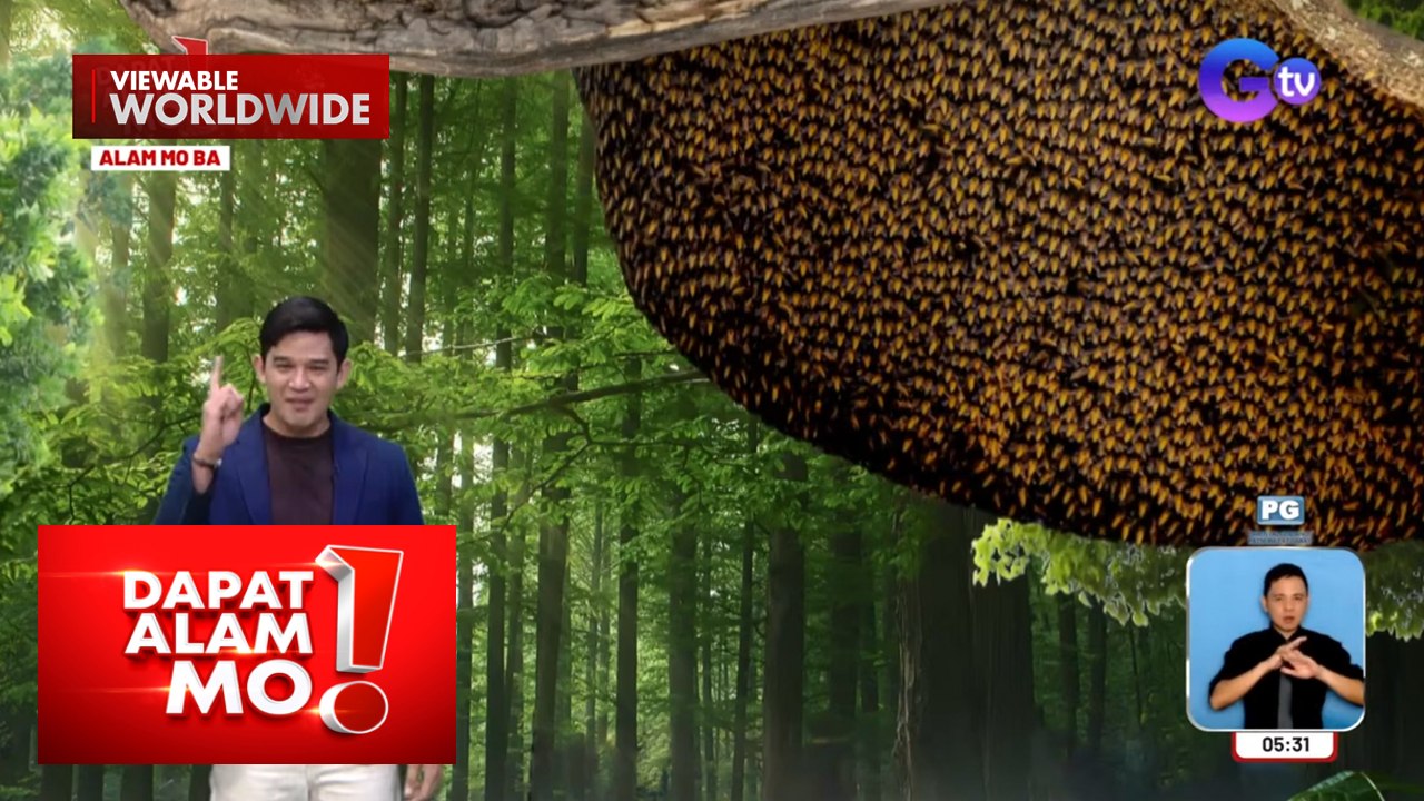 Giant honeybees, lumilikha ng depensa na nagmumukhang… kumikinang?! | Dapat Alam Mo!
