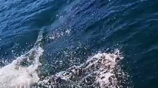 Dolphins swim alongside lifeboat off Dunaff Head