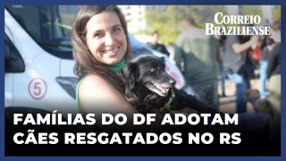 Famílias de Brasília adotam cães resgatados no Rio Grande do Sul