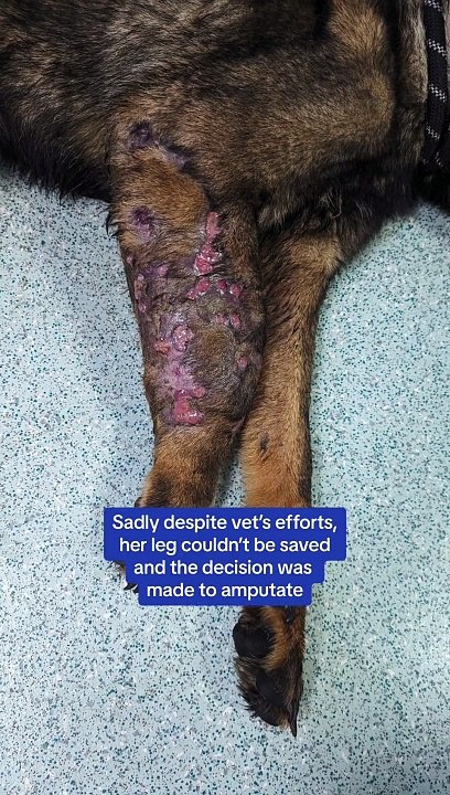 Athena a German Shepherd at Blackberry Farm with three legs, needs re-homing