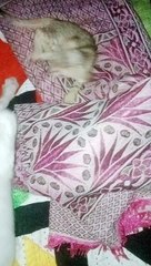 doggy fall in love with Kitty 