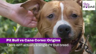 Pit Bull vs Cane Corso Breeds