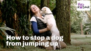 How To Stop A Dog From Jumping Up