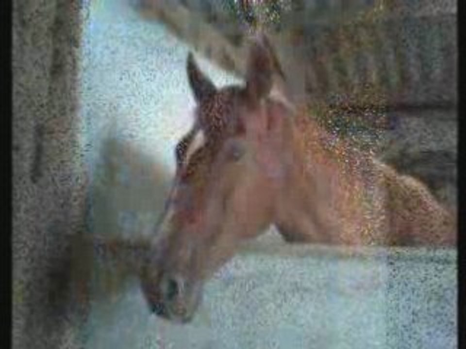 Ma jument.. Ou presque... Dibandole je t'aime infiniment