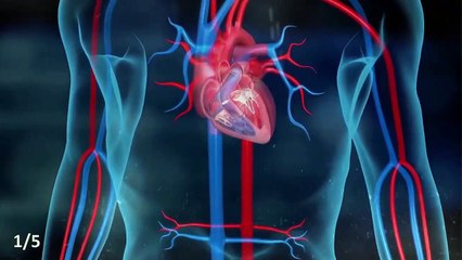 Descubra as Diferenças Intrigantes entre o Coração de um Atleta e o de uma Pessoa Comum