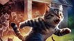 Cat -- monster _ Fight for family ---- _ _cat _kitten _cute _trending _cutecat _catlover _shorts(720P_HD)