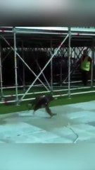 Tüpraş Stadyumu'nda davetsiz misafir