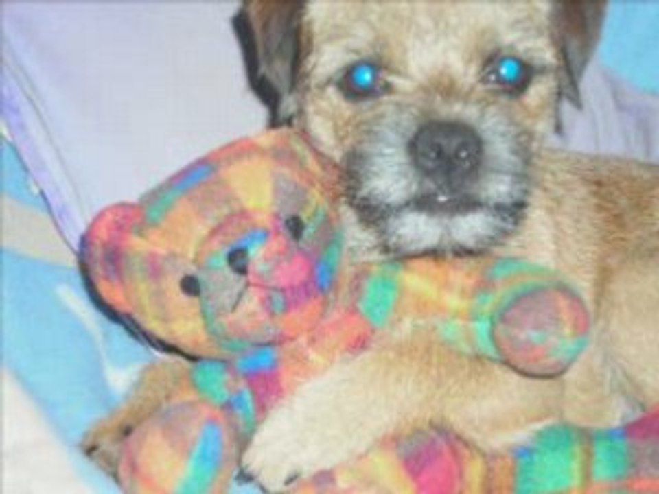 le monde des border terriers