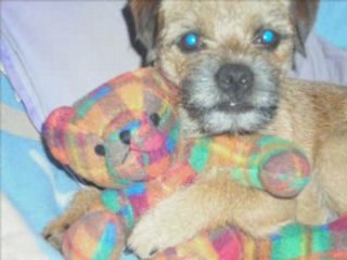 le monde des border terriers