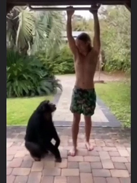 Monkey tries to teach man how to climb