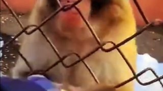 Monkey plucks a banana behind the fence